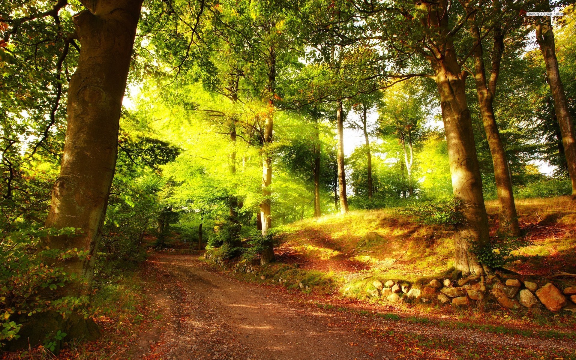 Forest Path Bright Sun Rays wallpaper. Forest Path Bright Sun Rays