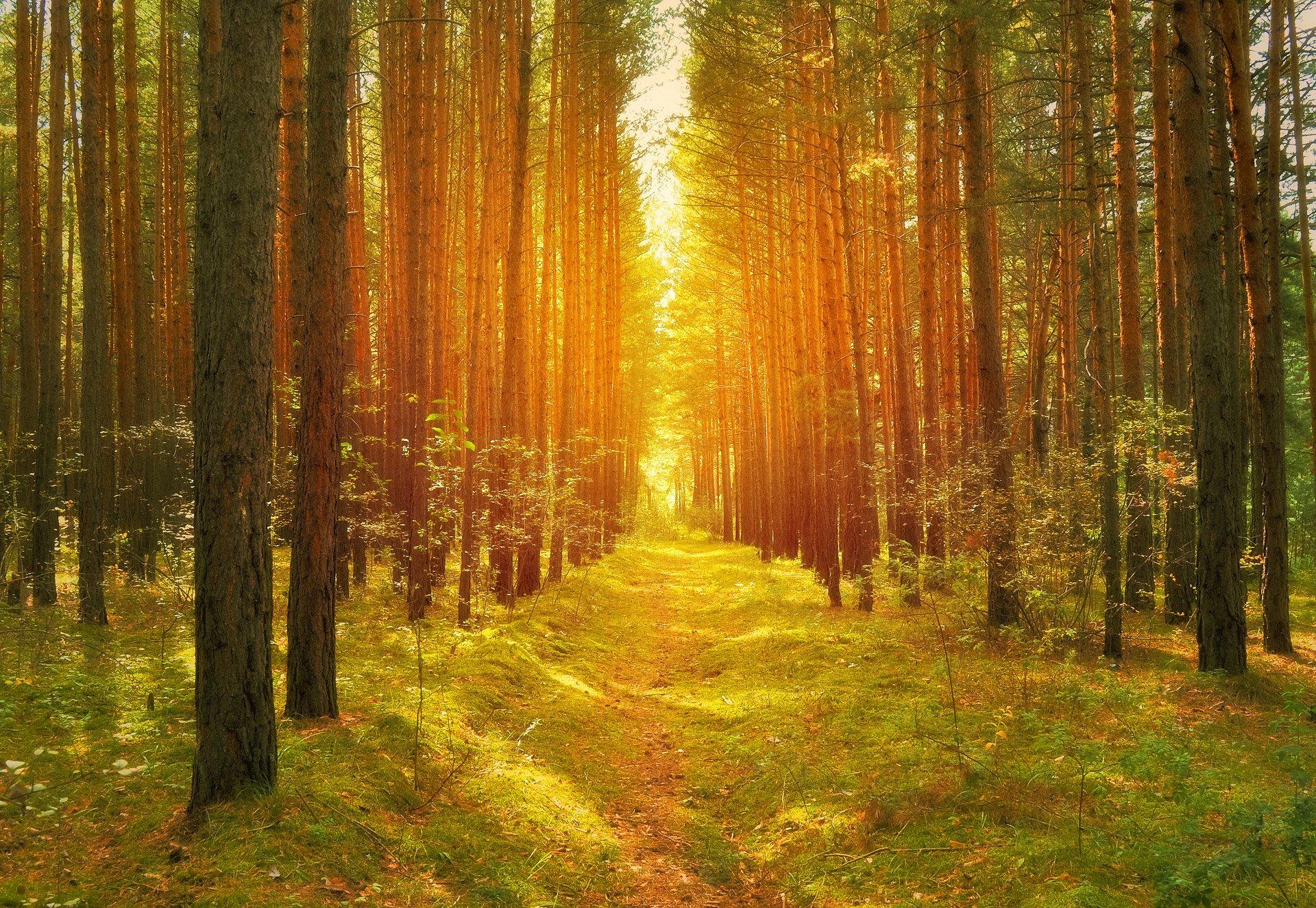 Path In The Woods HD Wallpaper
