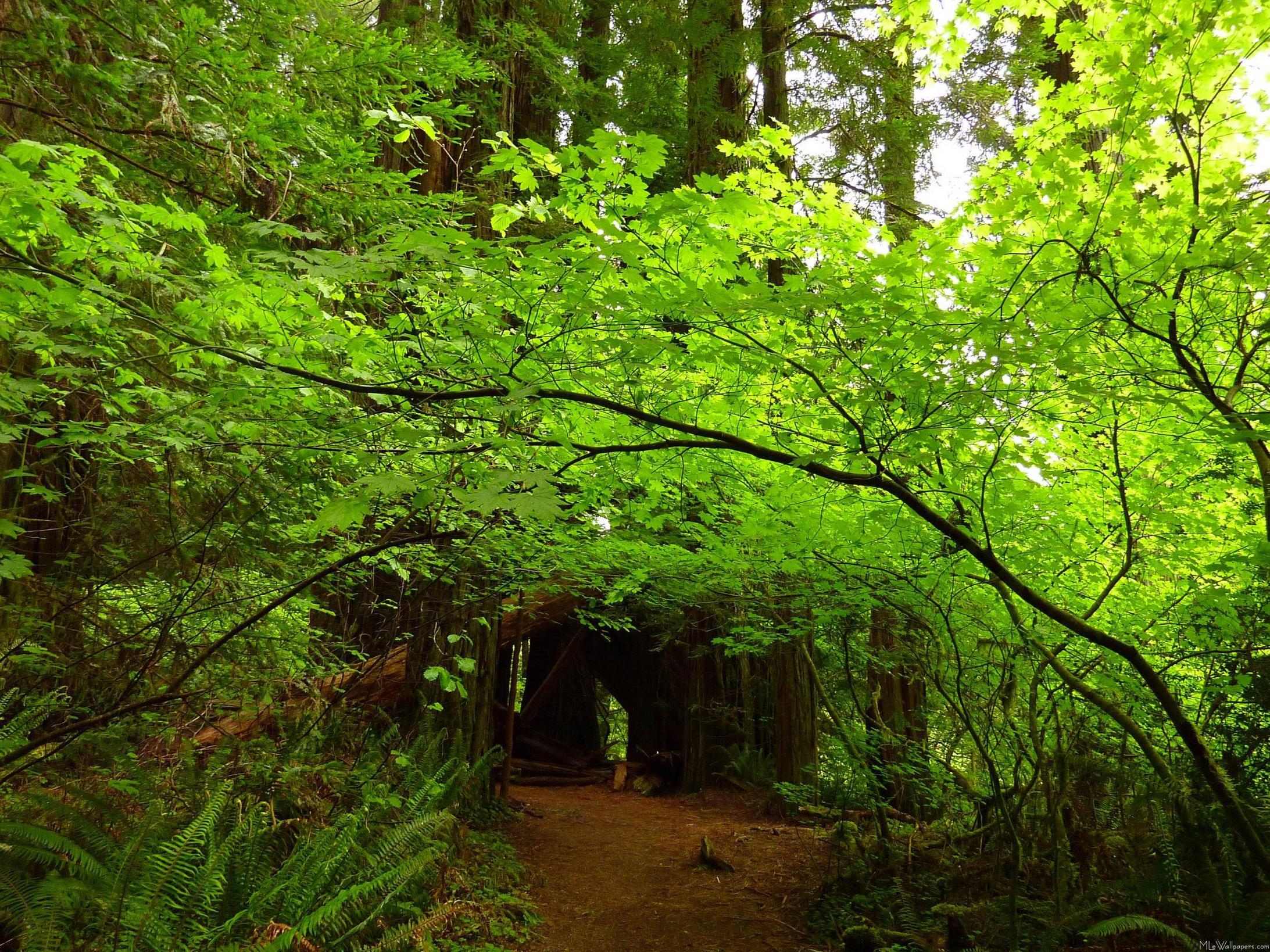 MLe Trees in Redwood Forest