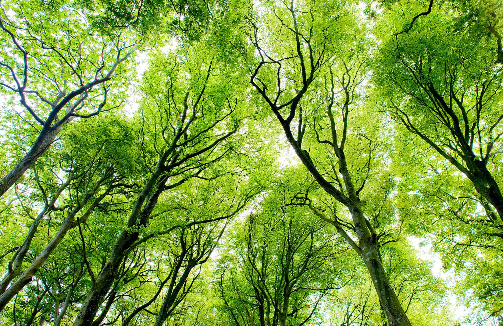 Green Forest Canopy Wallpaper