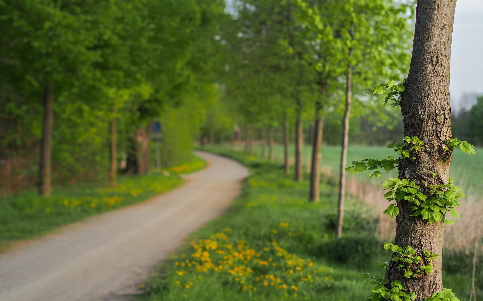 1680x1050 Tree, Leaves, Summer, Track, Park wallpaper