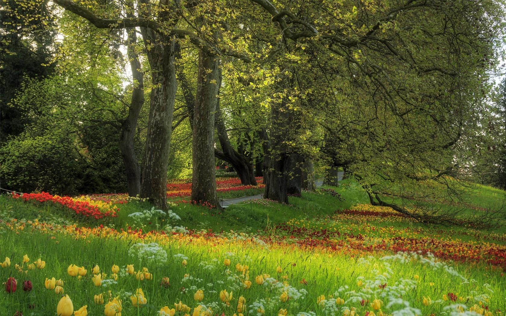 1680x1050 Park, Trees, Tulips, Summer wallpaper