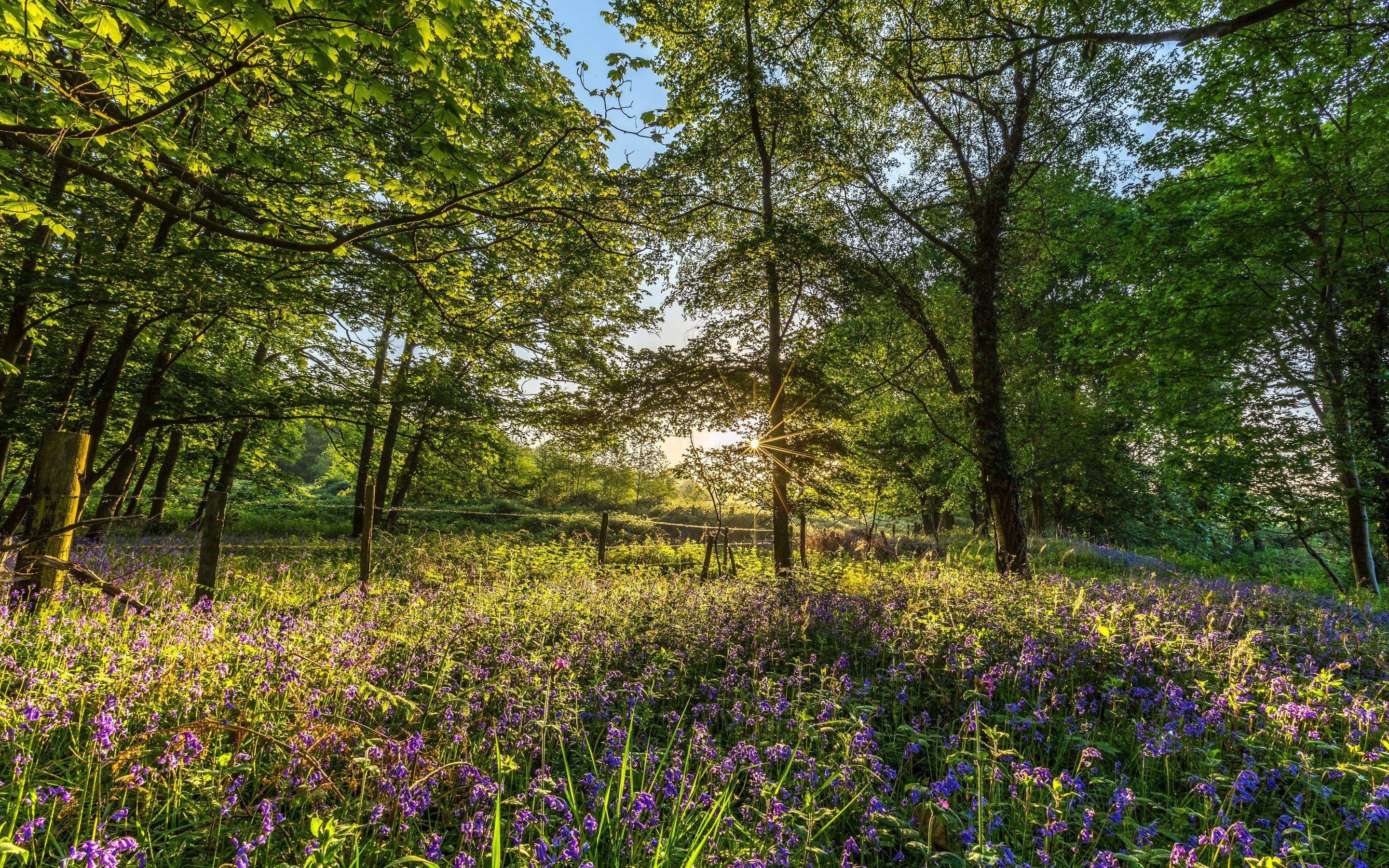 Download wallpaper England, Blashford, summer, Hampshire, New