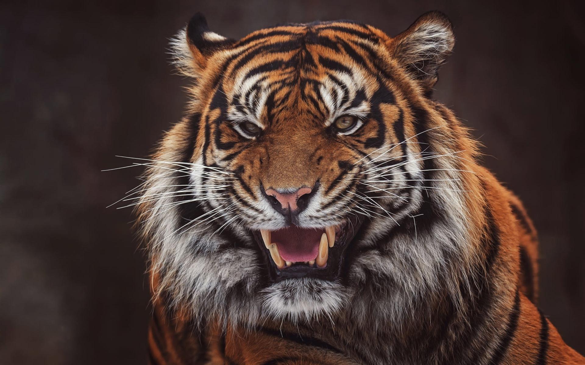 Wallpaper Tiger, face, open mouth, teeth, black background 1920x1200