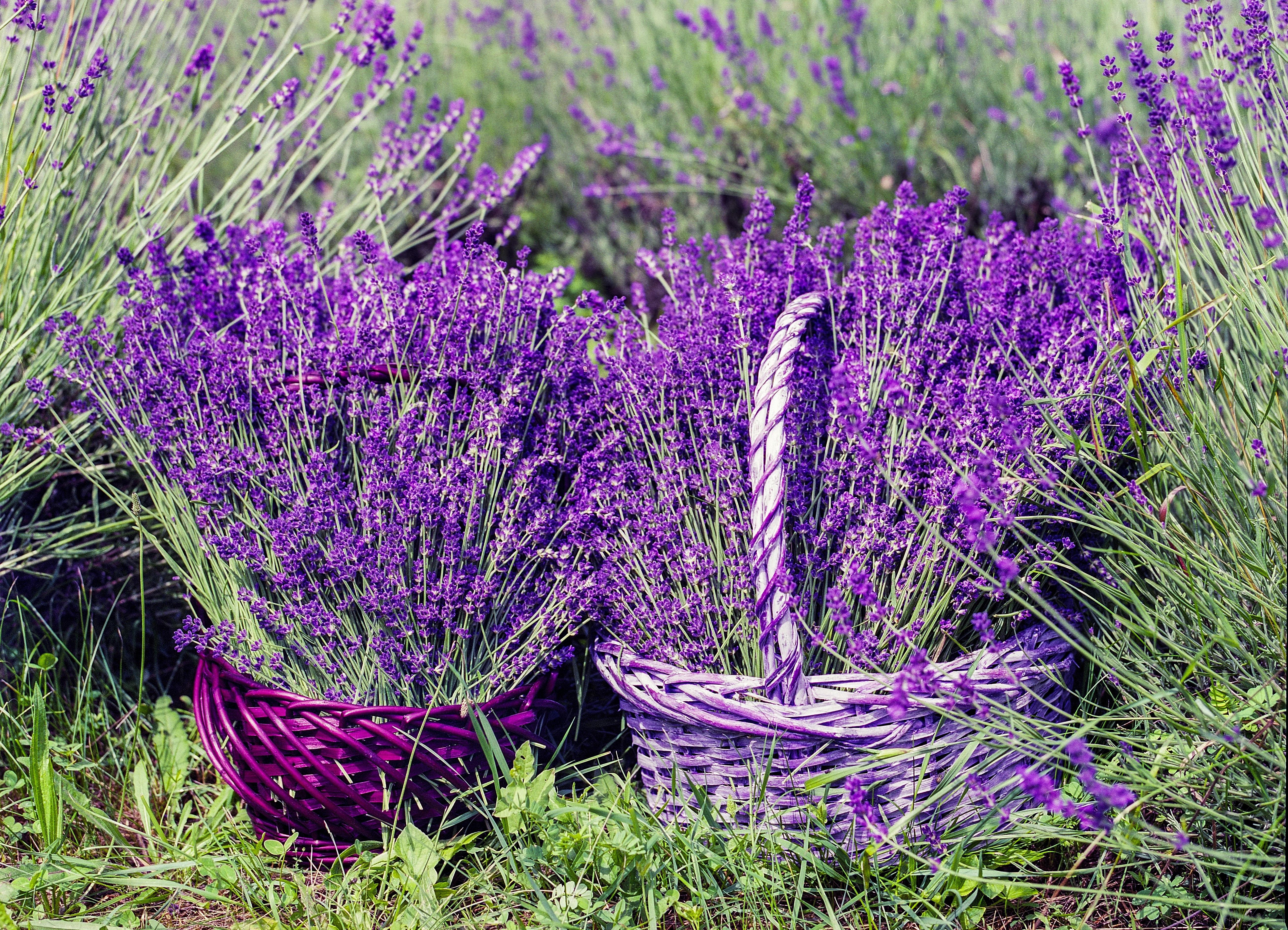 lavender flower free image