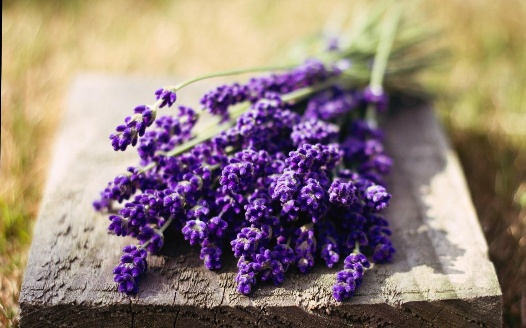 Flowers Lavender Basket Macro