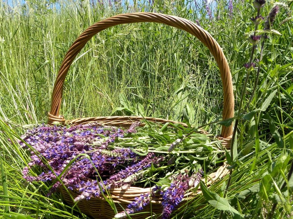 Fields Wild Sage Basket Lavender Flowers Purple Fields Herbs Stems