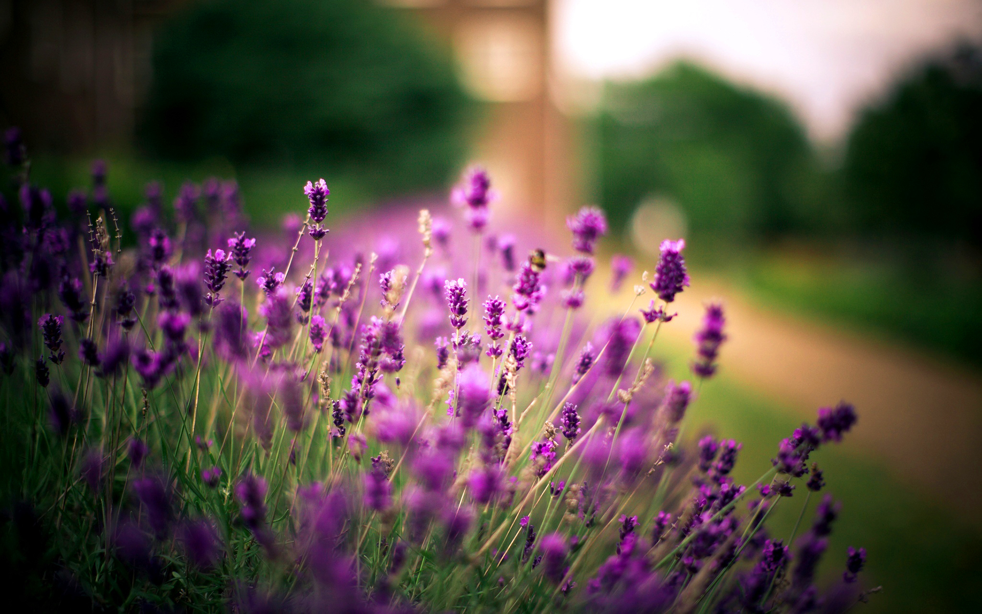 Lavender Flowers Basket