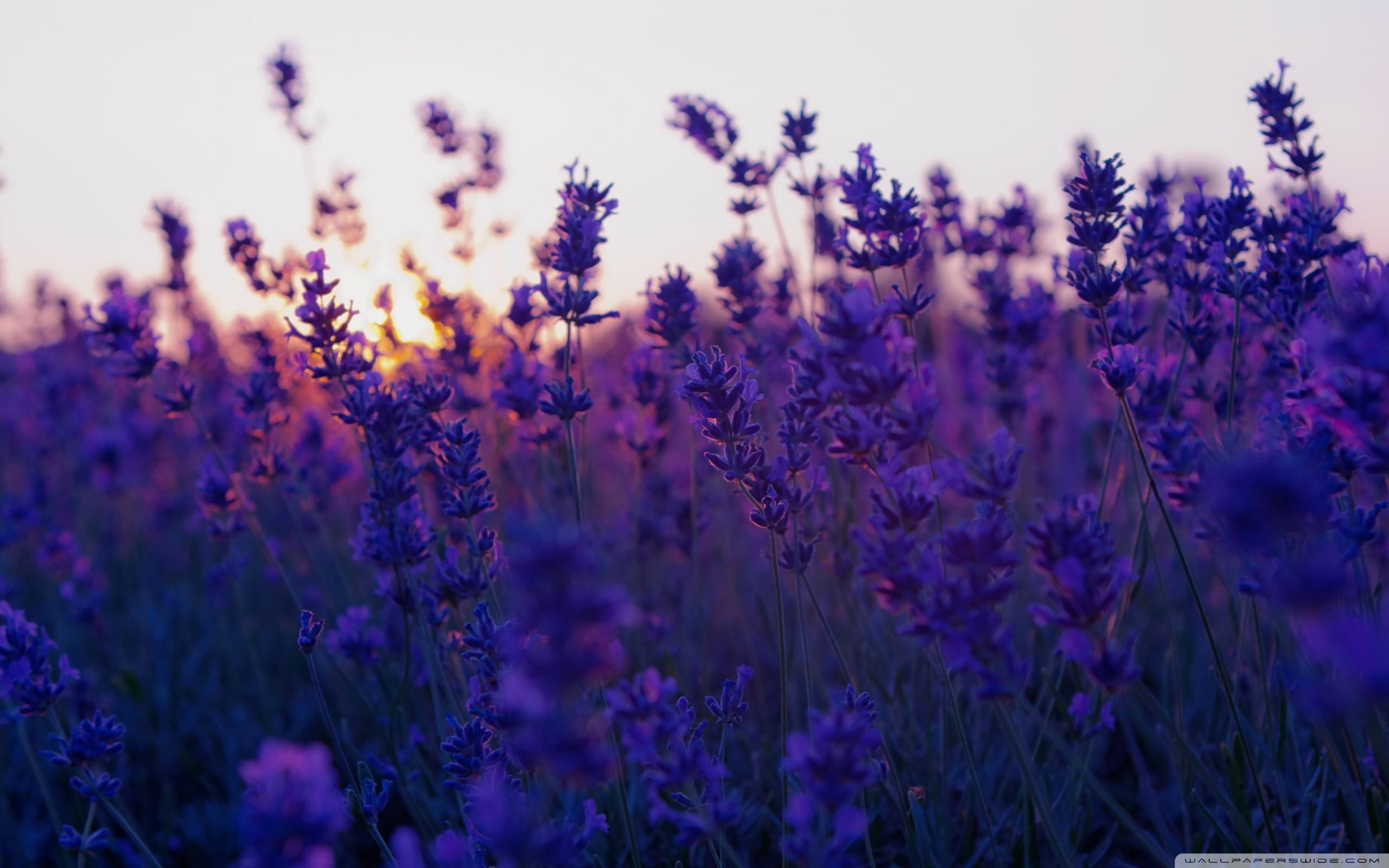 Lavender Wallpaper background picture
