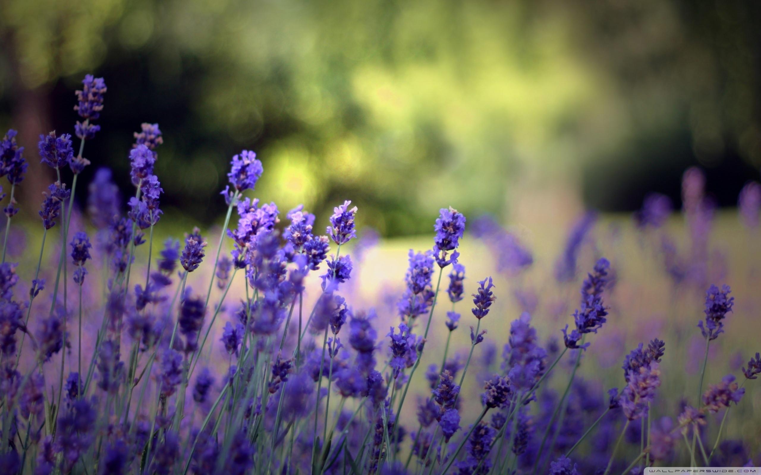 Lavender flowers wallpaper Gallery