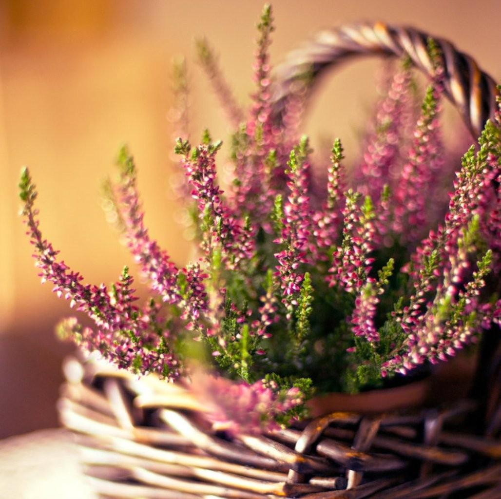 Flowers: Lavender Basket Flowers Nature Wallpaper Gallery for HD 16