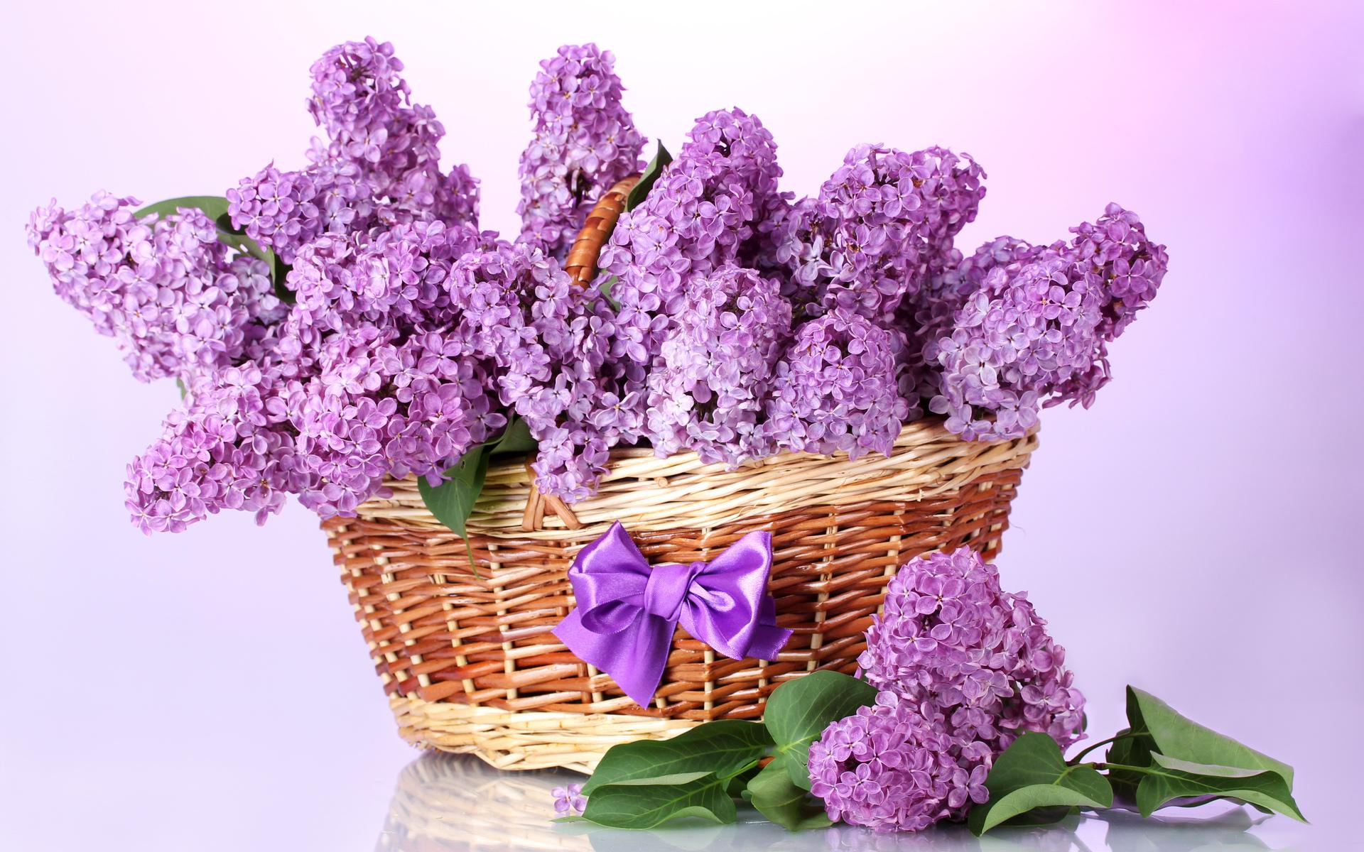 HD Lilac Wallpaper Free Download