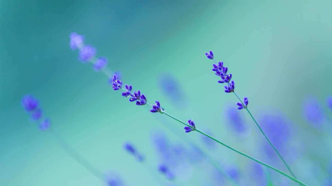 Lavender Wallpaper on HDWallpaperPage