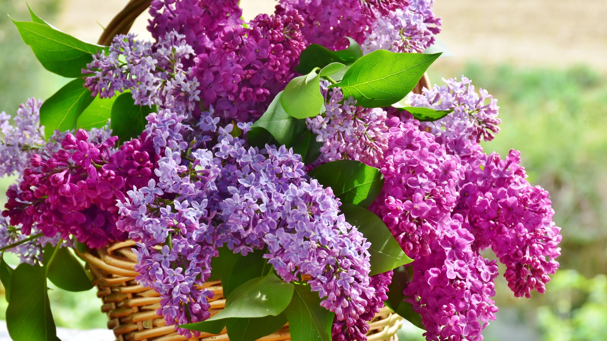 Download wallpaper: Best basket with lilac flowers 2560x1440