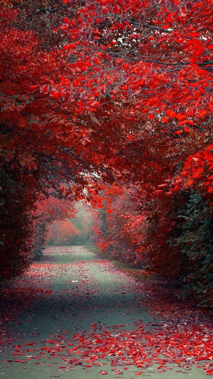 Red Leaf Fall Wallpapers - Wallpaper Cave