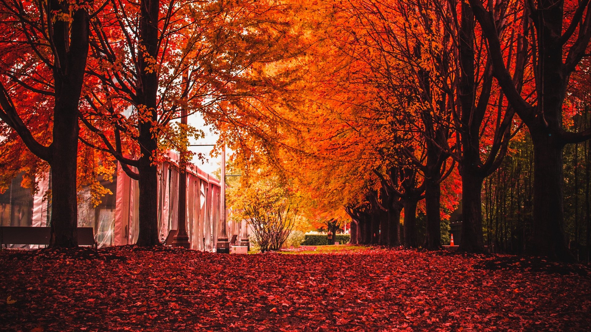 Red Leaves and Trees Park Autumn HD Wallpaper