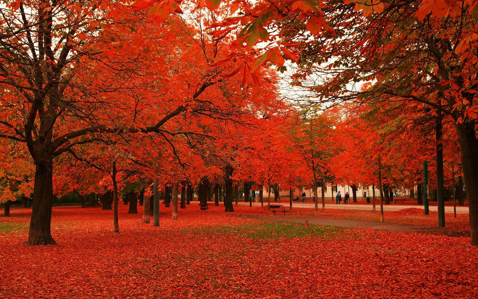 autumn trees and leaves. Red leaves autumn trees Desktop Wallpaper