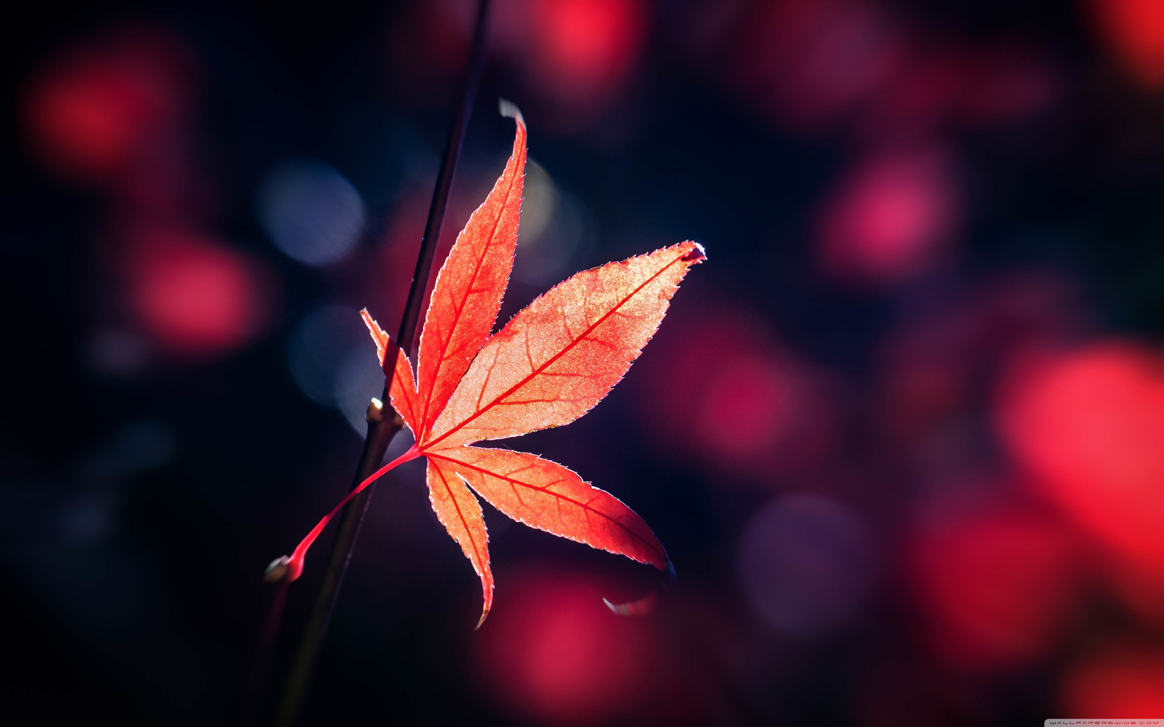 Red Japanese Maple Leaf Fall ❤ 4K HD Desktop Wallpaper for 4K Ultra