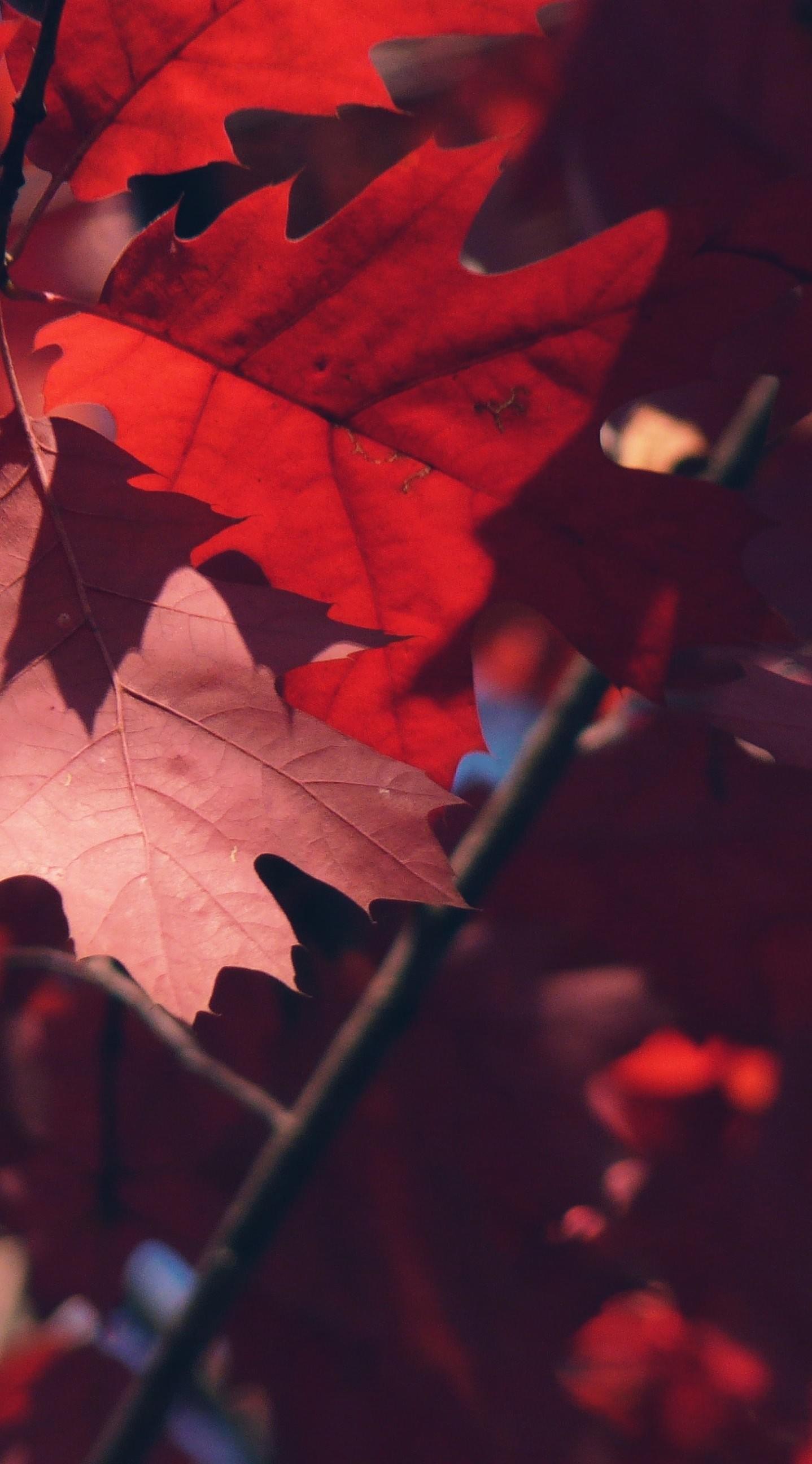 Red Leaf Wallpaper