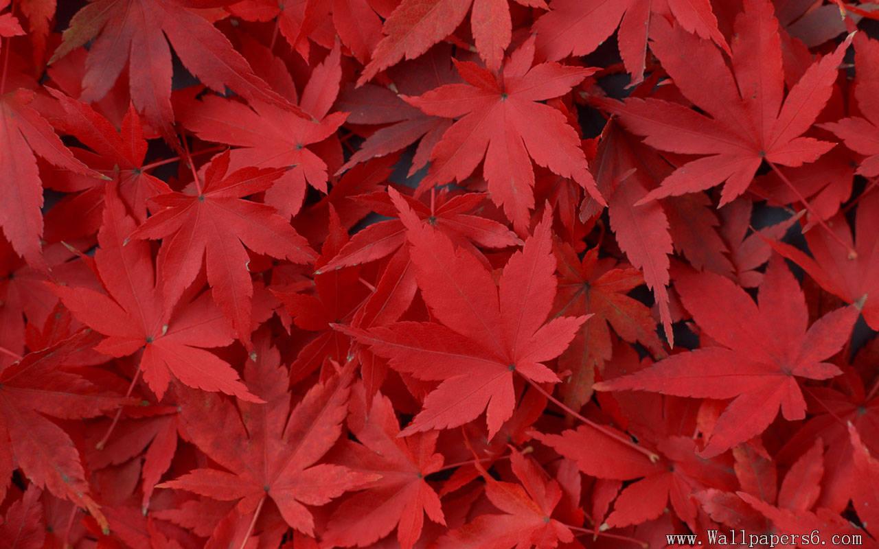 Red Leaves Wallpaper