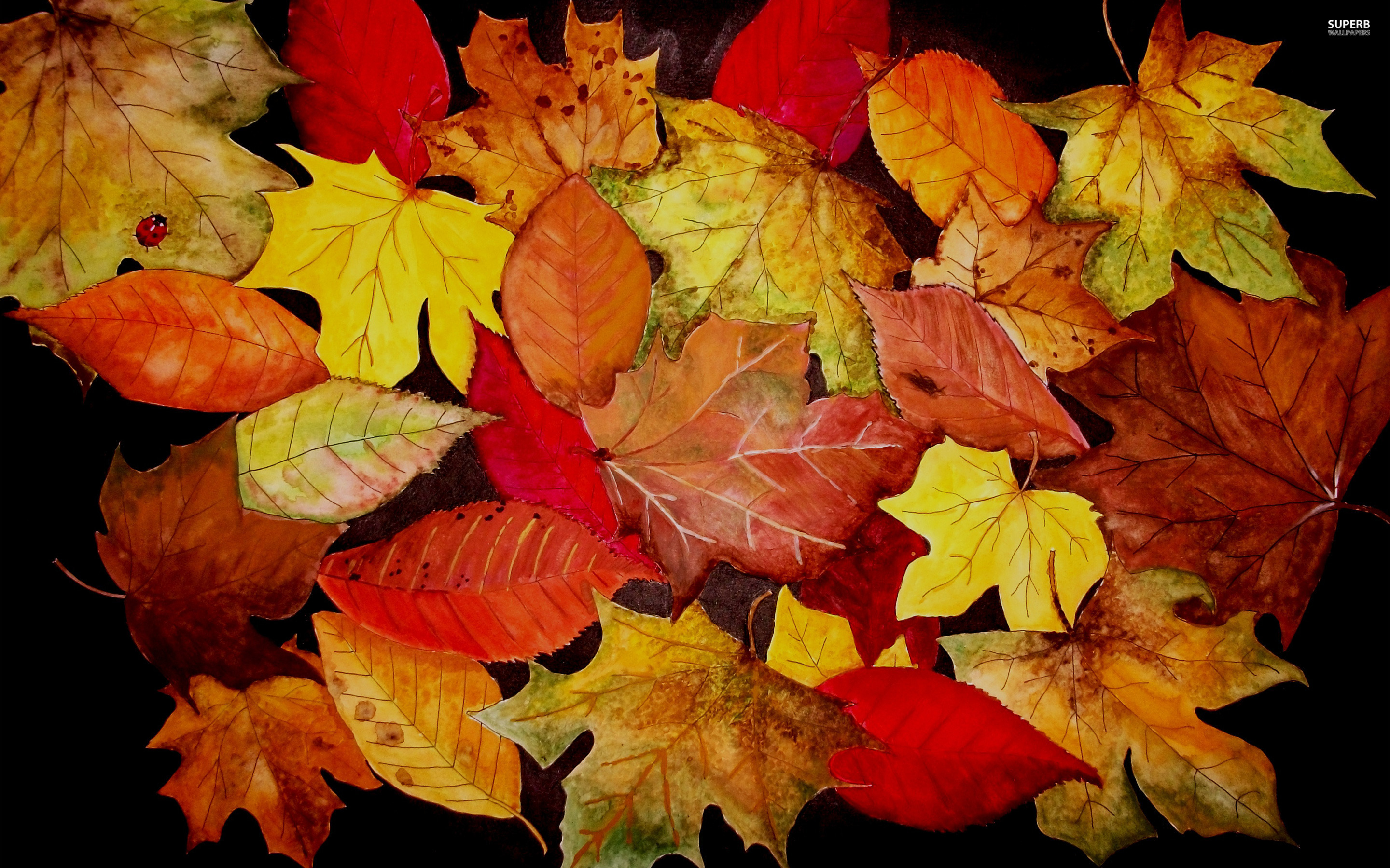 Fall Wallpaper Autumn Leaves Background High Resolution