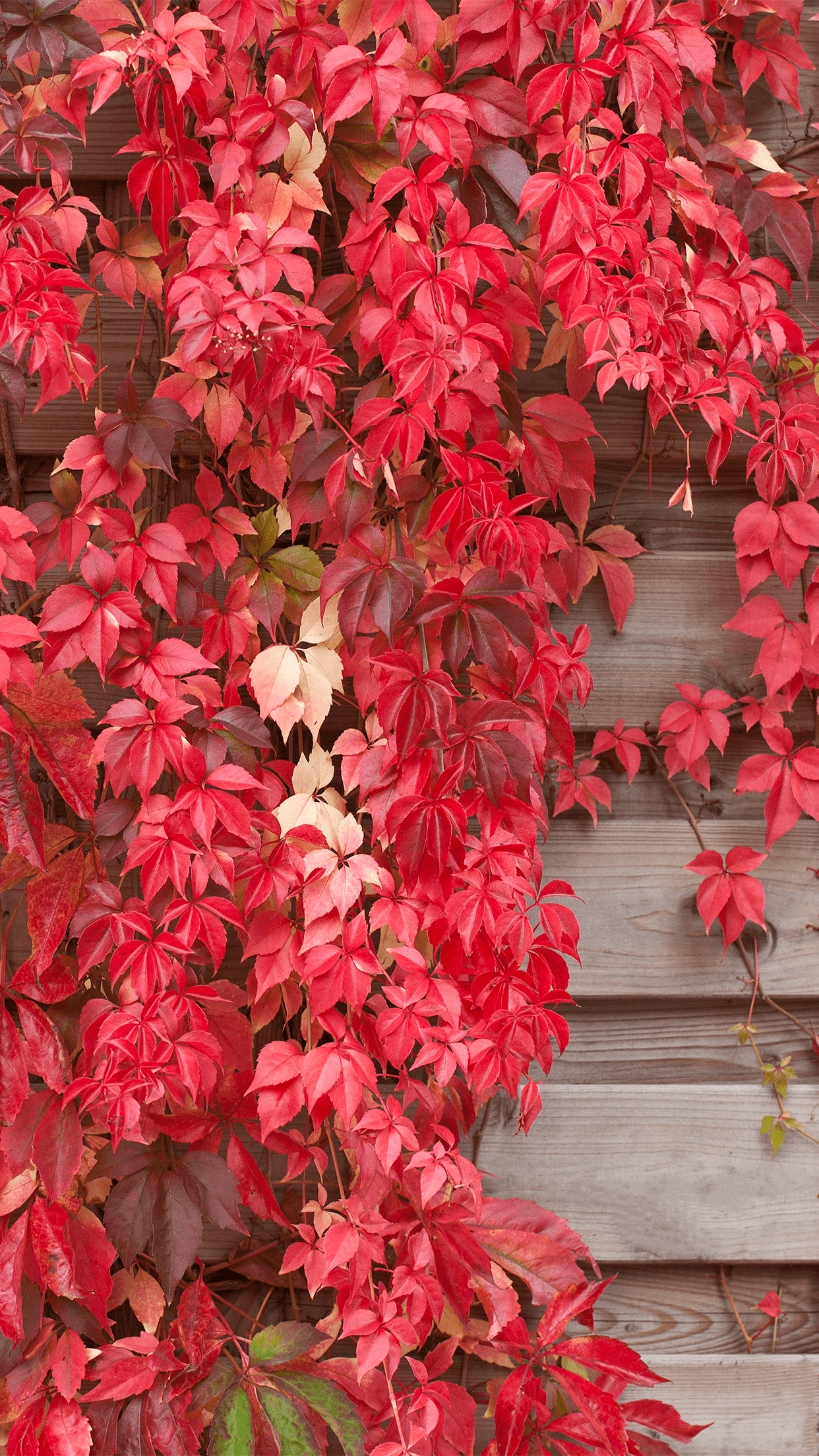 Download iOS 10's HomeKit Home app wallpaper for iPhone and iPad