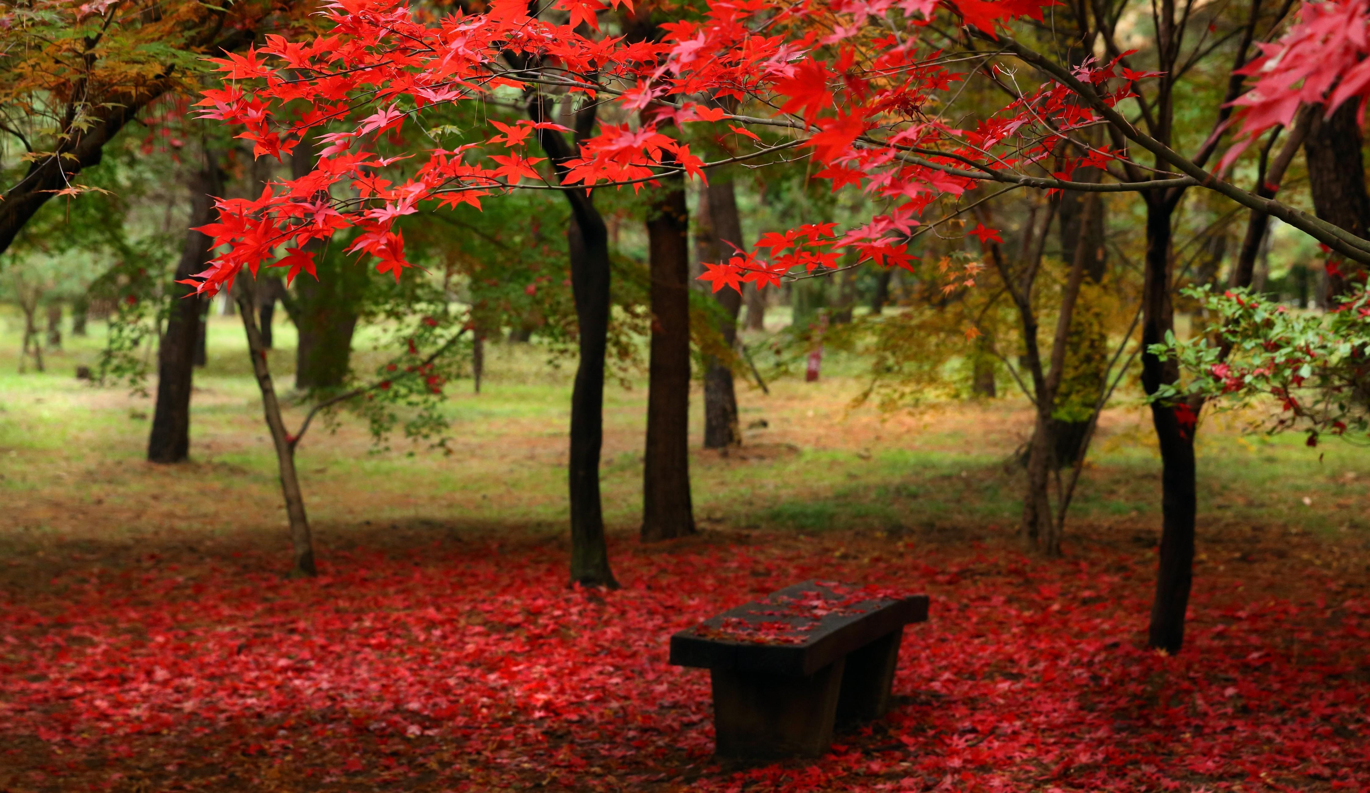 Download 4497x2603 Red Leaves, Fall, Park, Trees Wallpaper