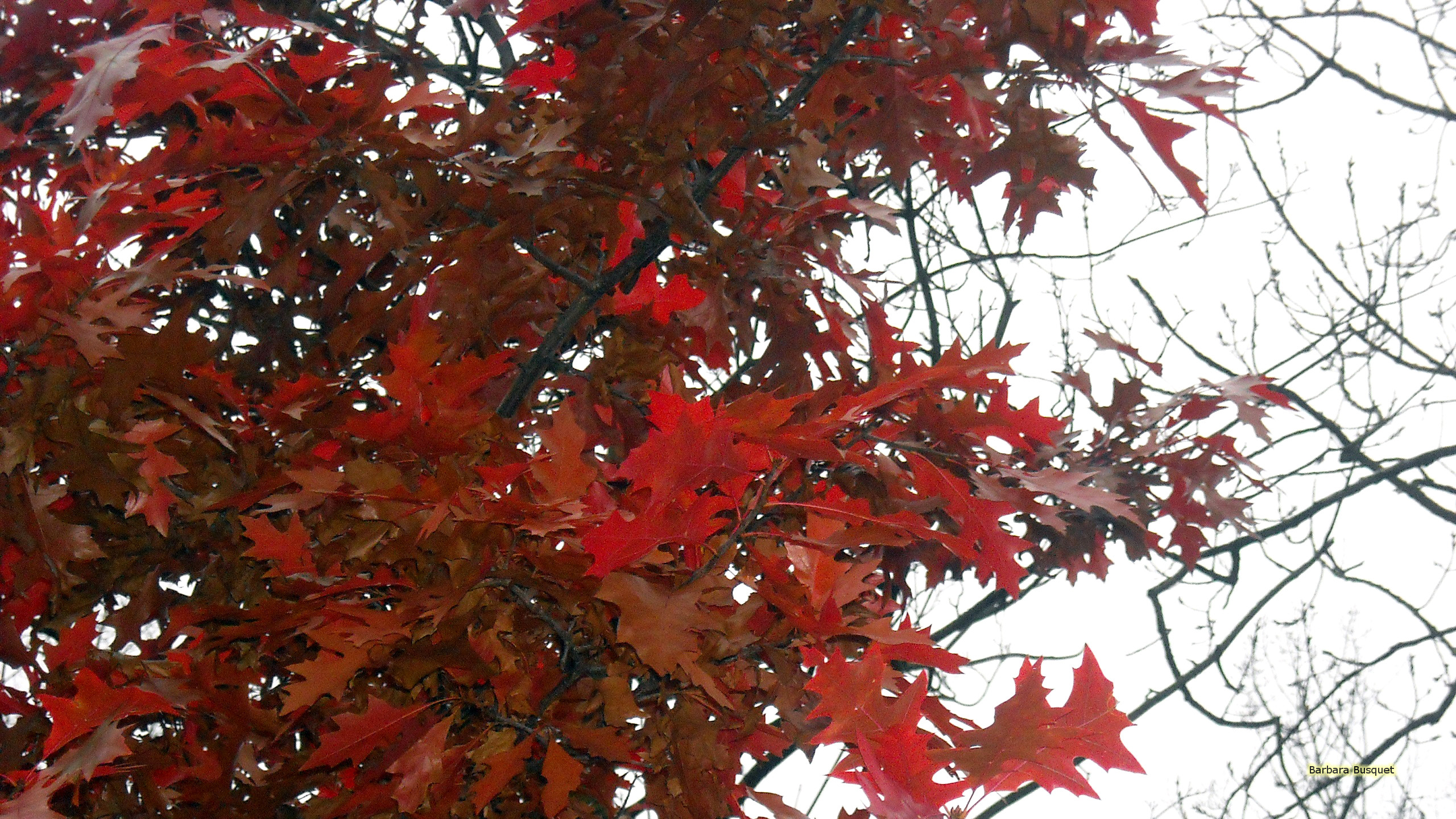 Red leaves in fall