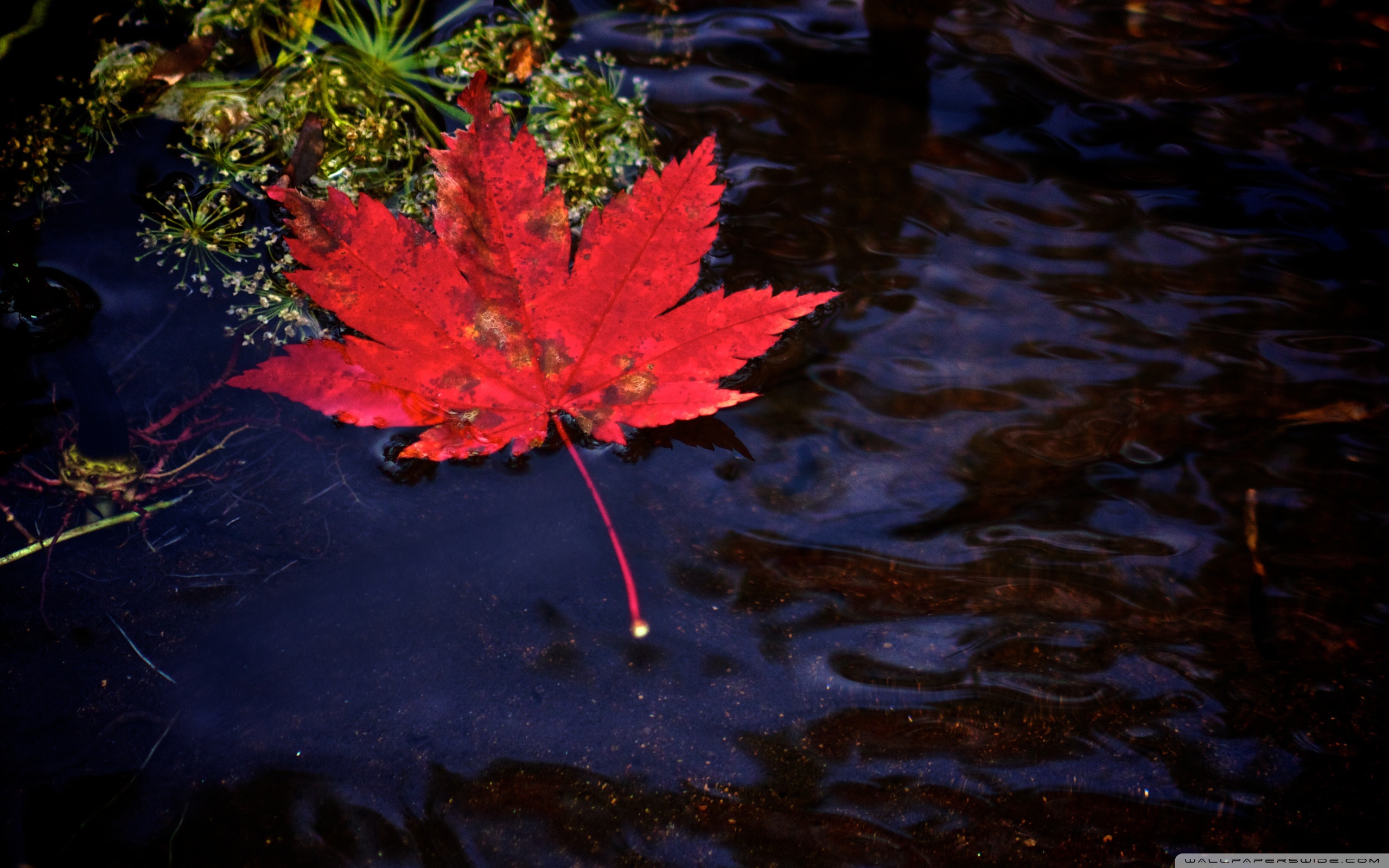 Red Leaf Floating in Water ❤ 4K HD Desktop Wallpaper for 4K Ultra
