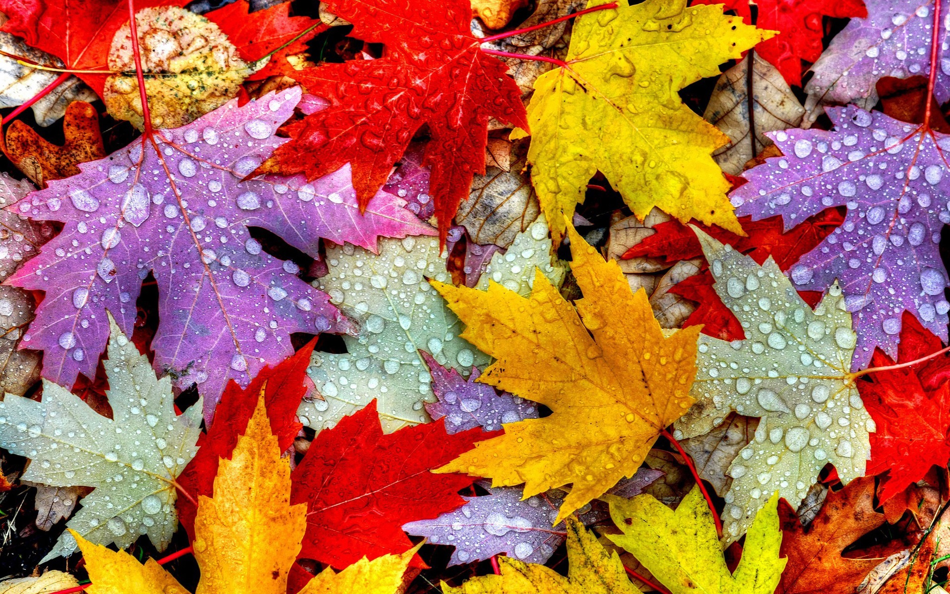 Wallpaper Leaves, autumn, water drops, yellow red purple 1920x1200