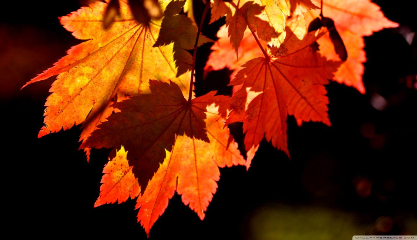 Leaf Autumn HD wallpaper