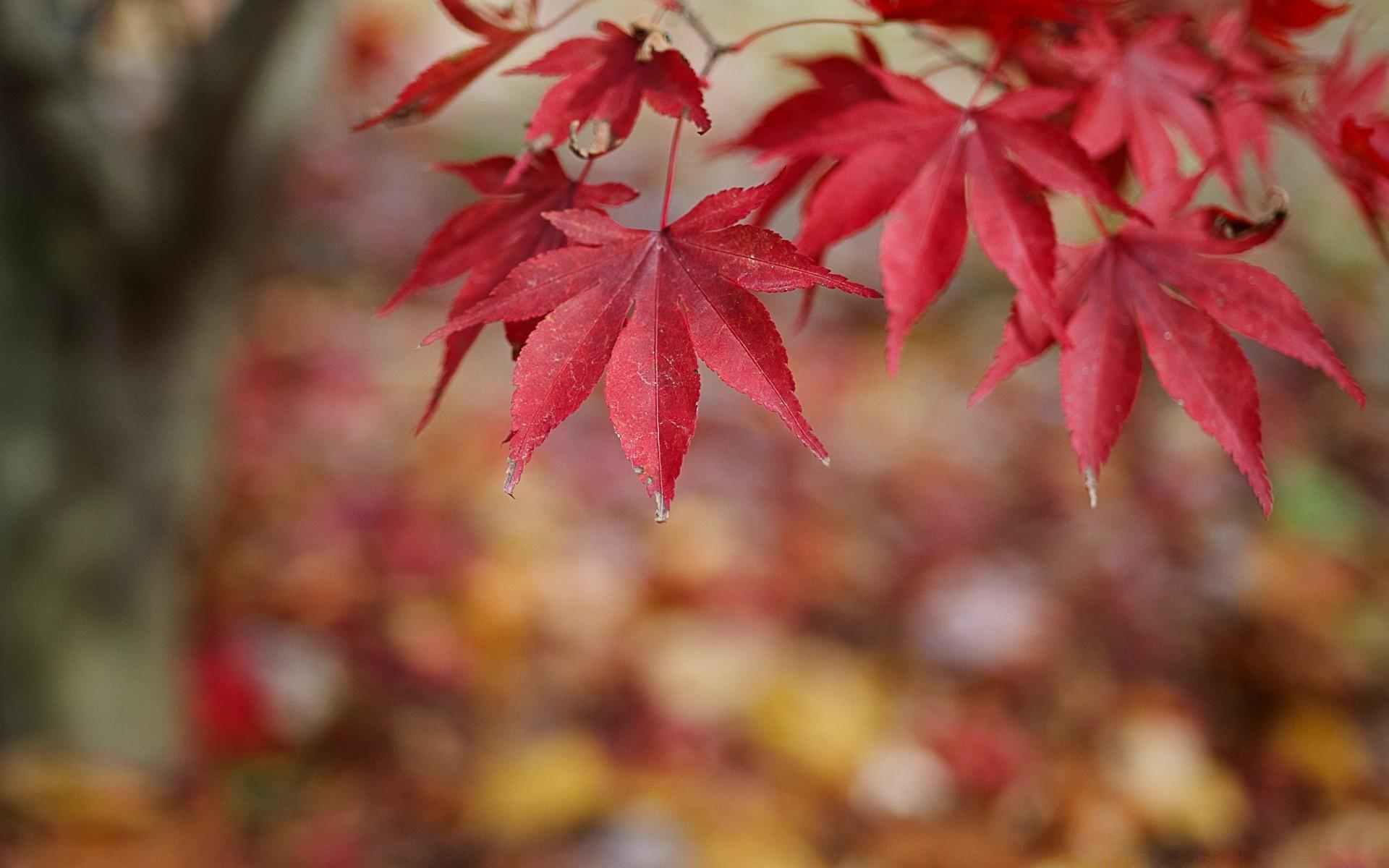 Red Leaves Bokeh