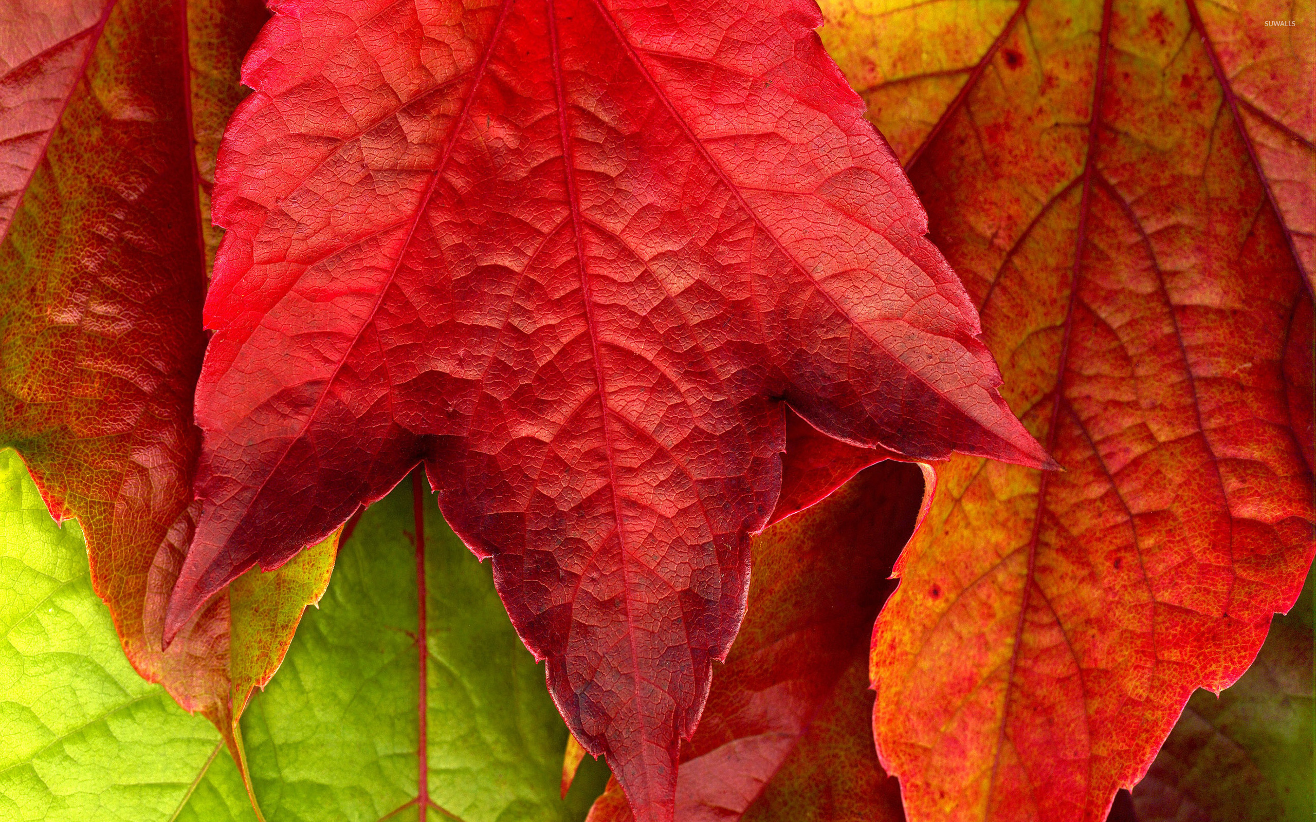 Red leaf wallpaper wallpaper