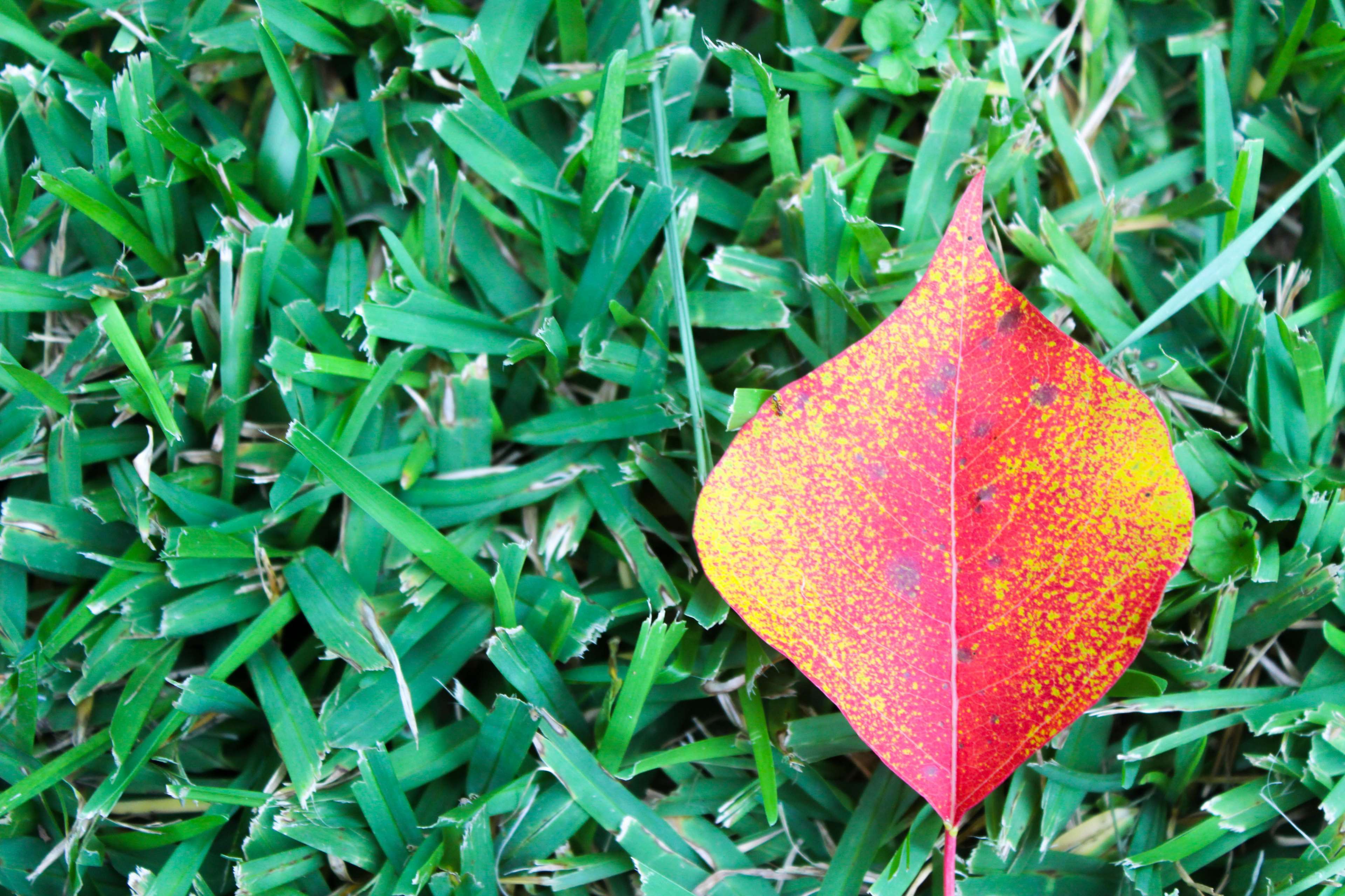autumn, autumn leaf, fall leaf, fall leaves, red leaf 4k