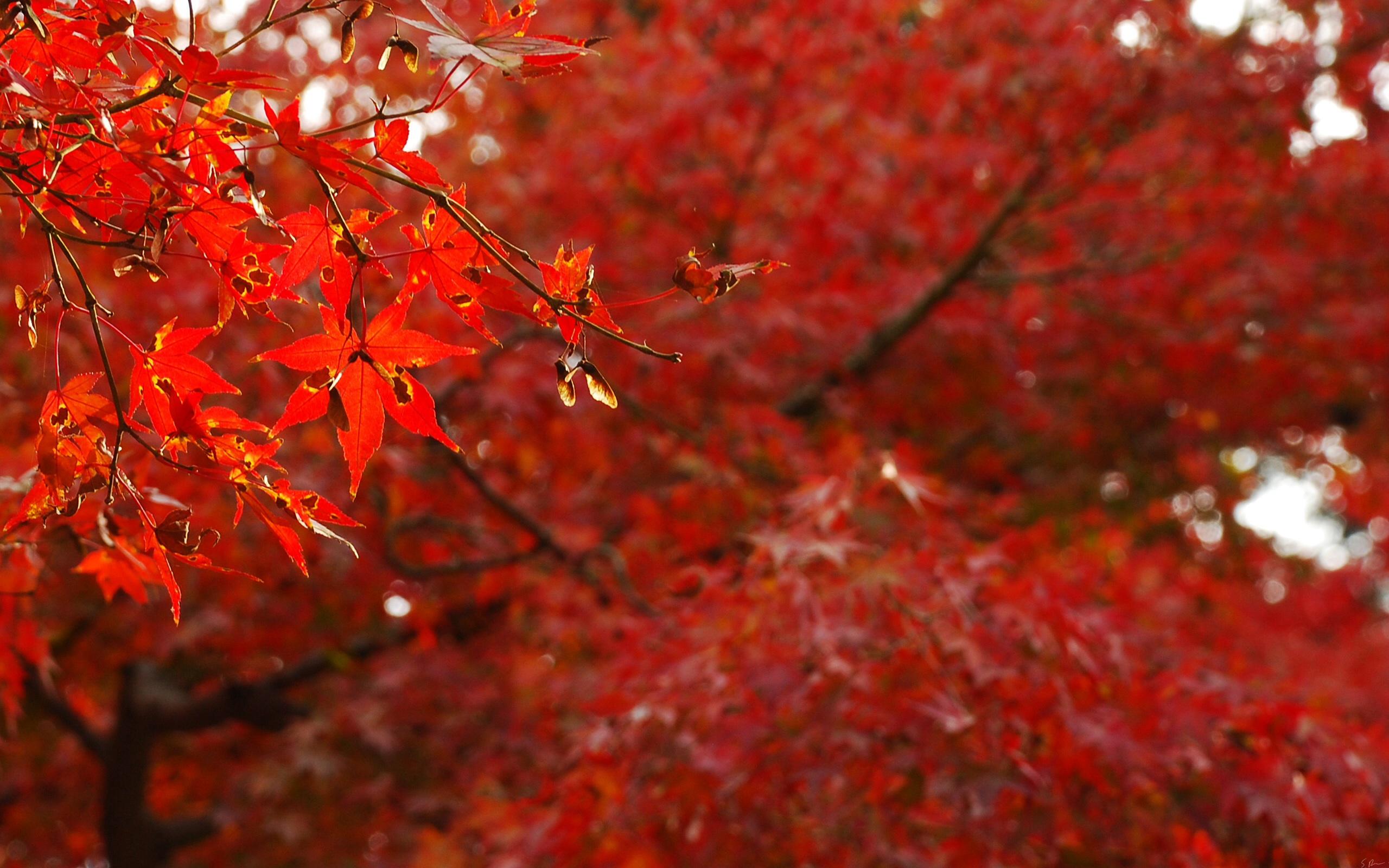 Red Leaves wallpaper. Red Leaves