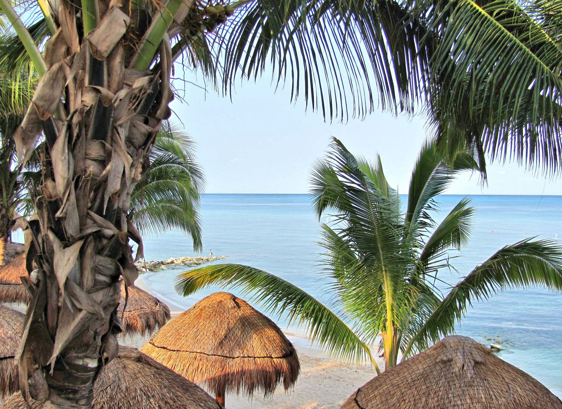 Palms Mexico View Early Blue Paradise Island Bech Nature