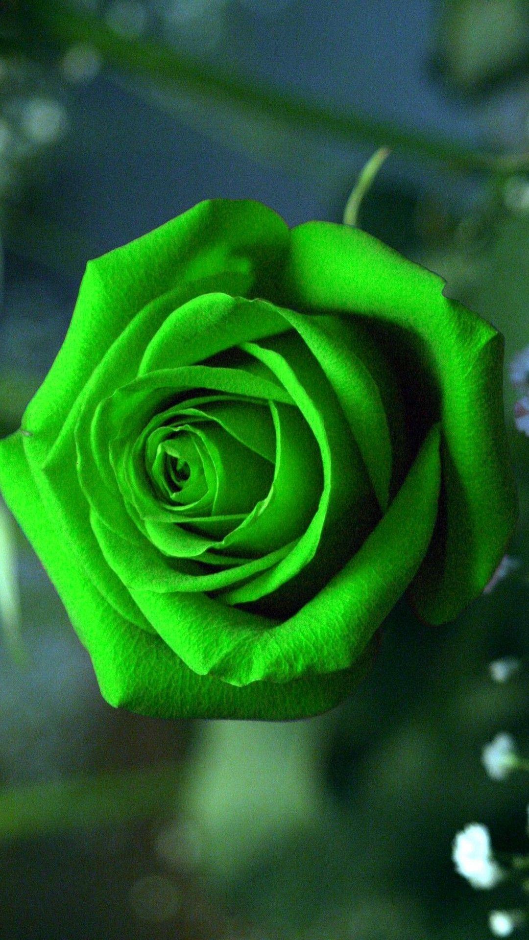 Green Rose Mobile Wallpaper. Best HD Wallpaper. Green