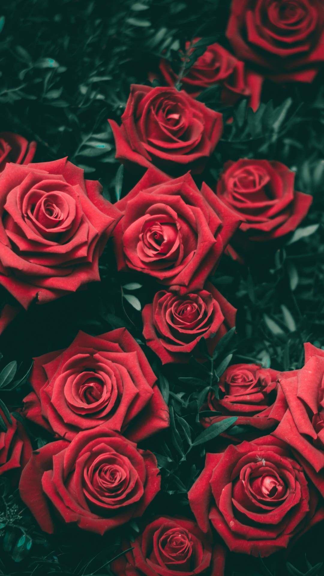 Red Rose Wallpaper. Rose wallpaper, Flower