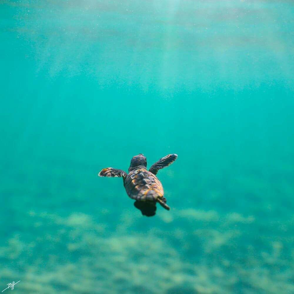 Baby Sea Turtle Wallpapers - Wallpaper Cave