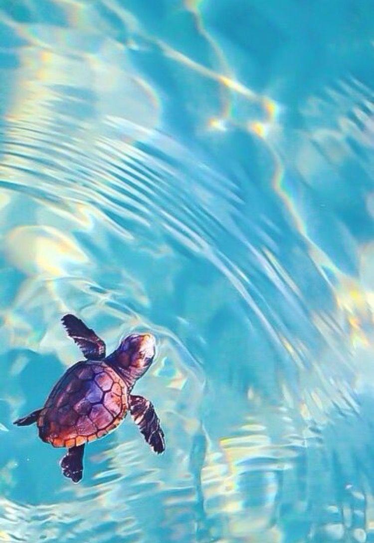 Cute Baby Sea Turtles In The Water