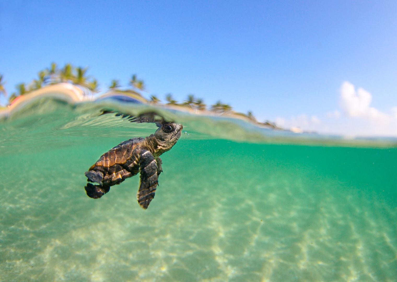 Baby Sea Turtle Wallpapers Wallpaper Cave