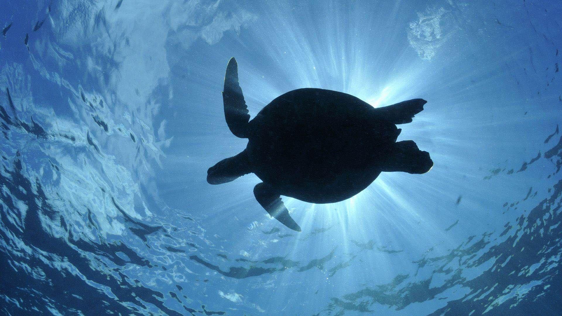 HD Turtle Wallpaper