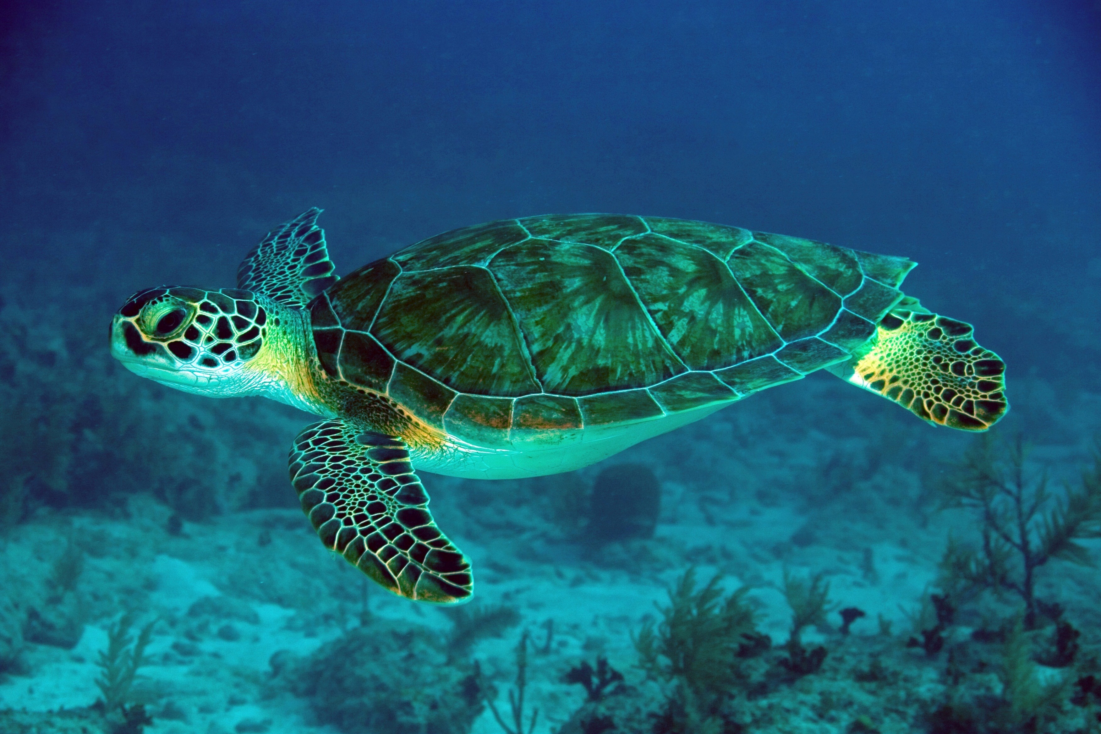 Green Turtle Swimming in Sea