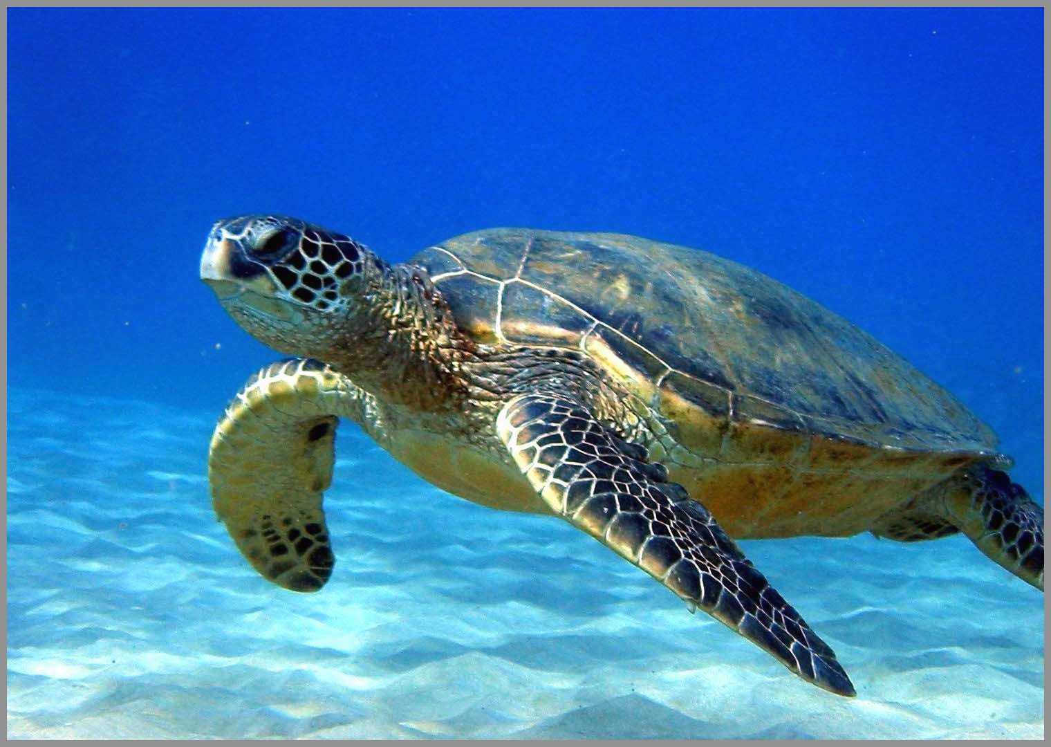 Great Ideas Of Sea Turtle Wallpaper. Best of Wallpaper HD