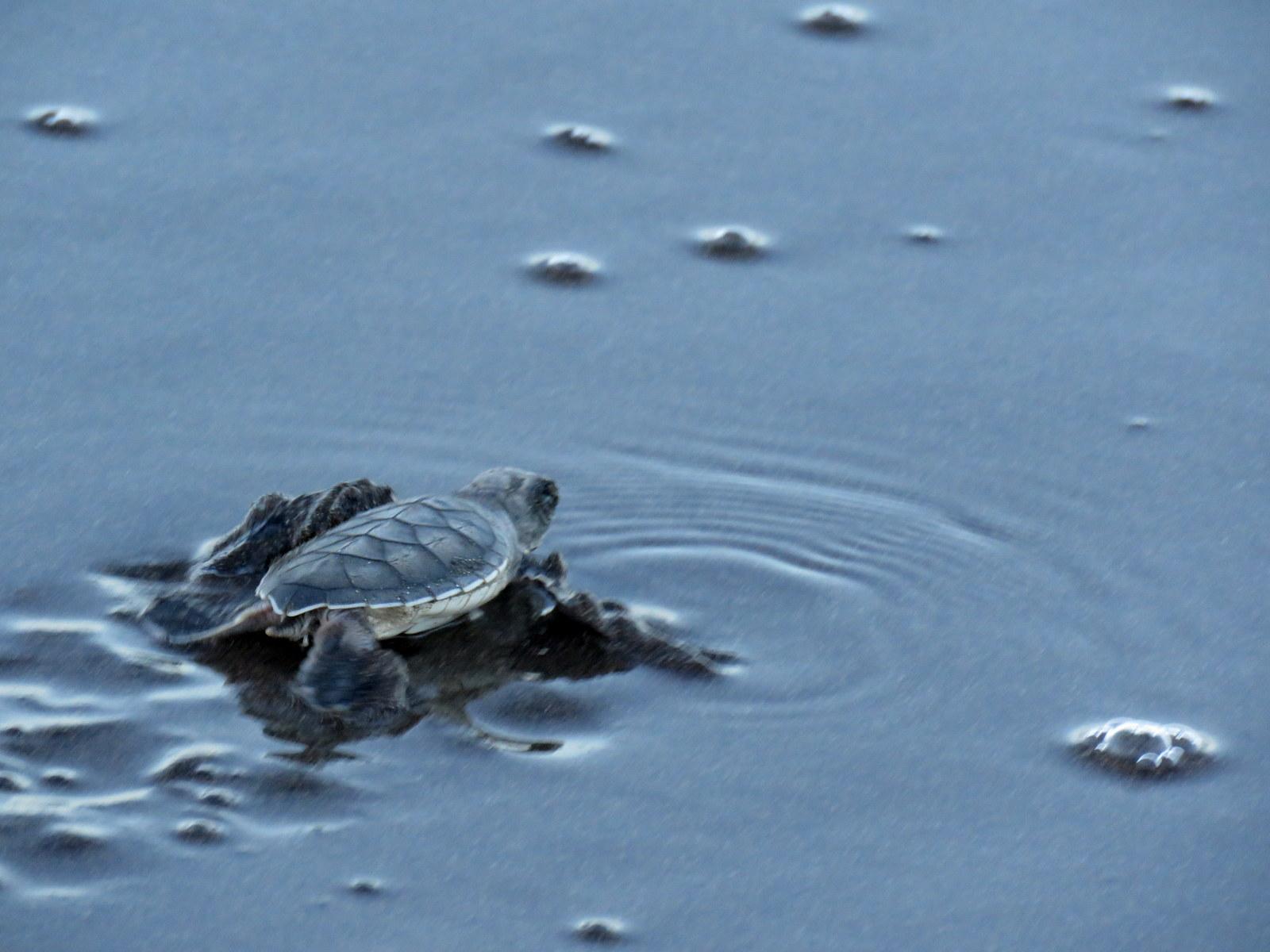 Sea Turtle Hatchlings