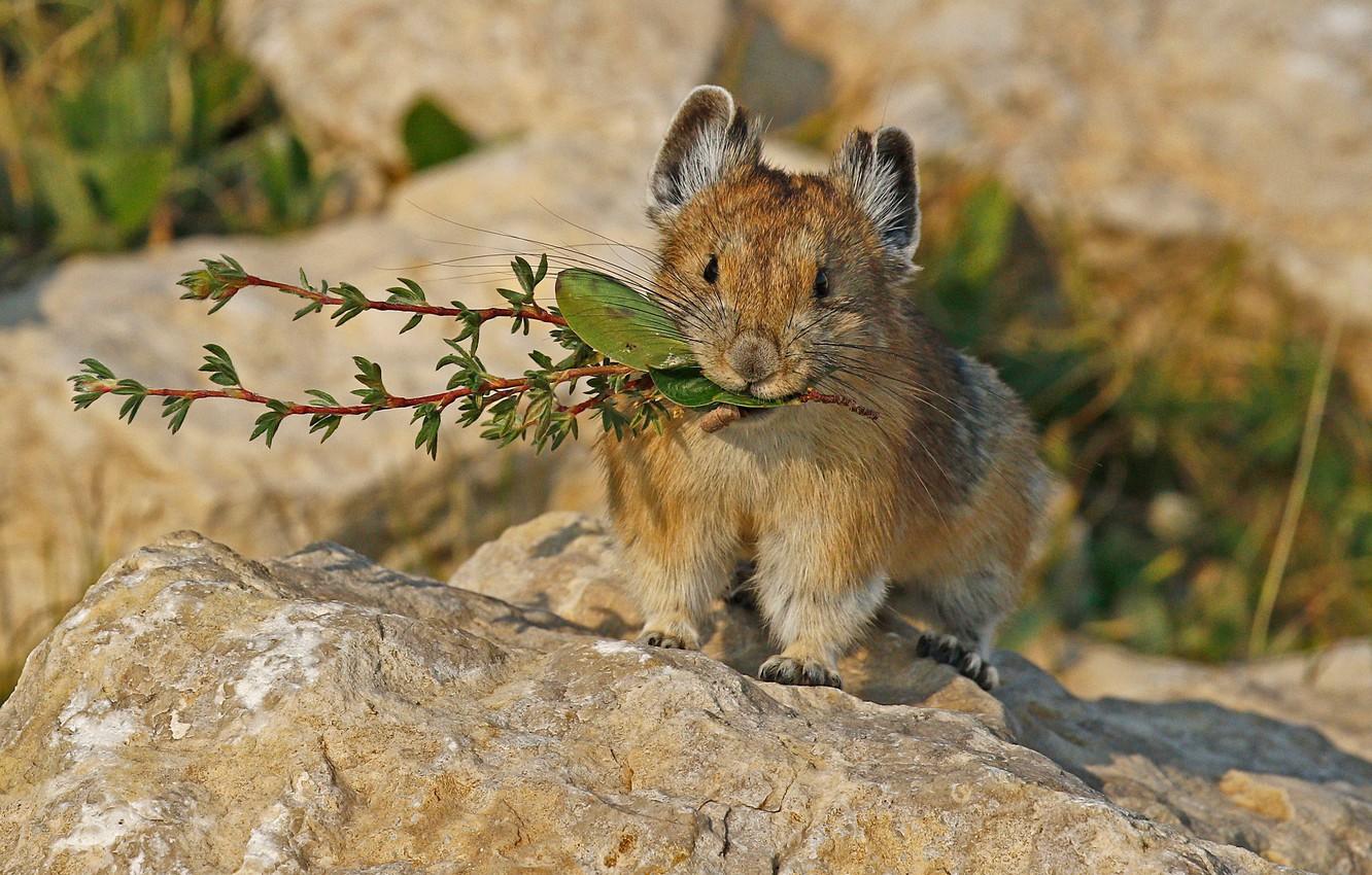 Wallpaper nature, rodent, mammal, pika image for desktop, section