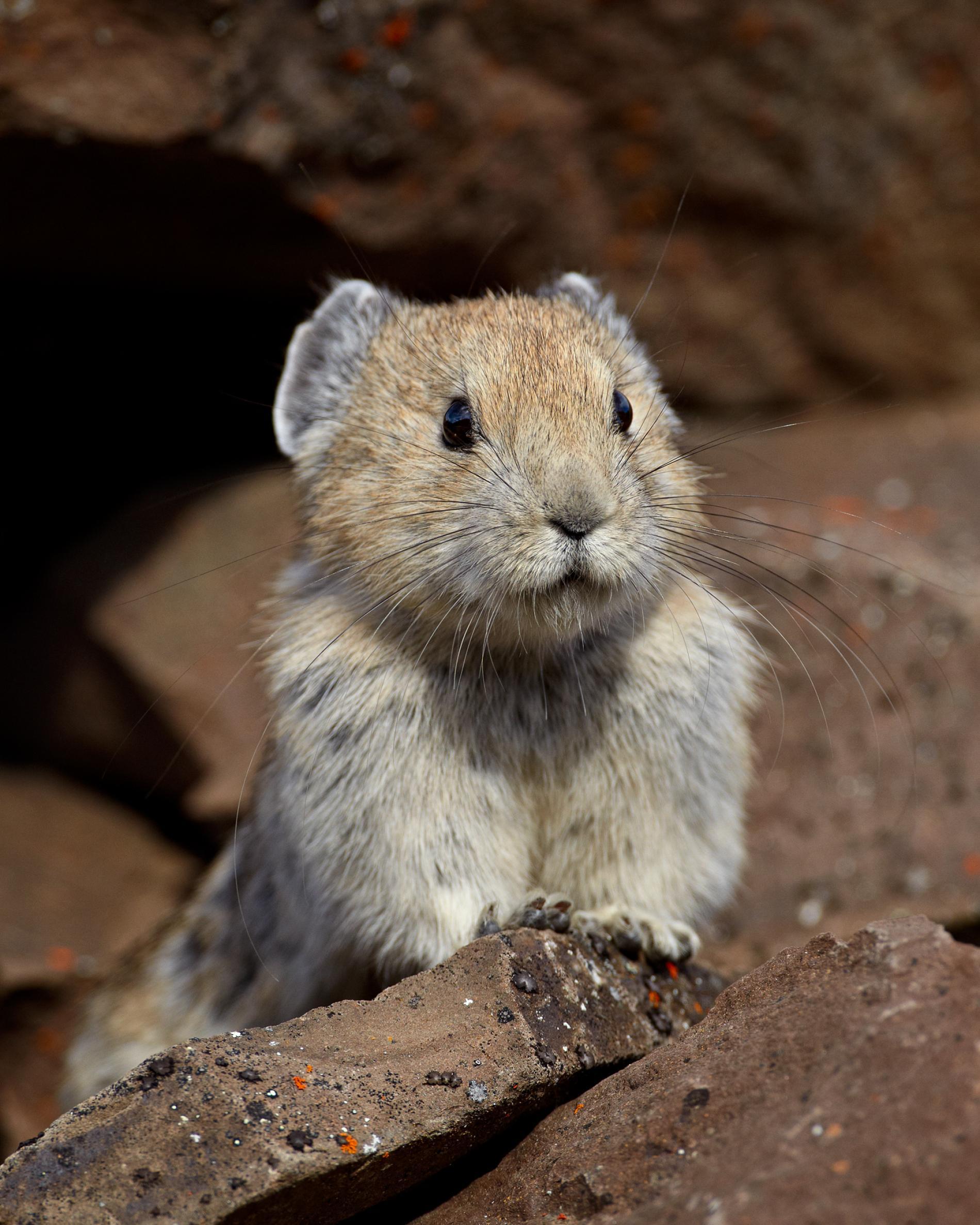 Pika (image in Collection)