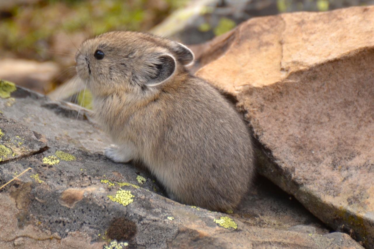 Pika (image in Collection)