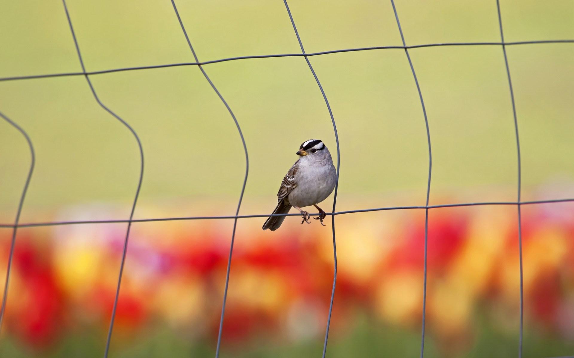 Birds On A Fence Wallpapers - Wallpaper Cave