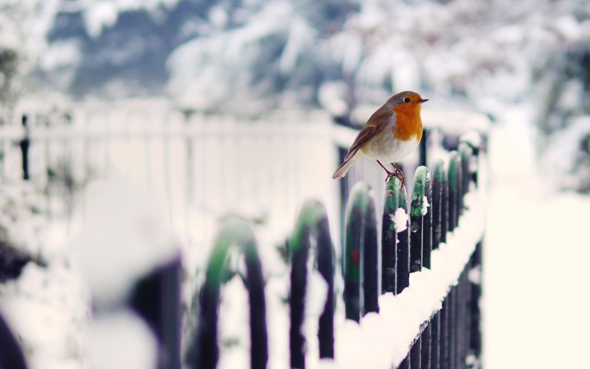 Birds On A Fence Wallpapers - Wallpaper Cave